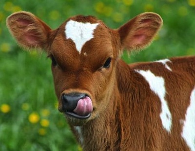 Veganer.nu-Mælk-ost-smør-Kalv