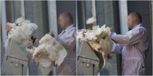 Høns dræbes i en pulp-maskine